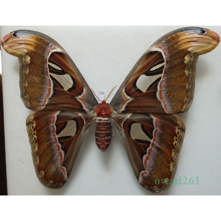 Attacus atlas Linnaeus, 1758 female ex. ovo Thailand 191mm30d